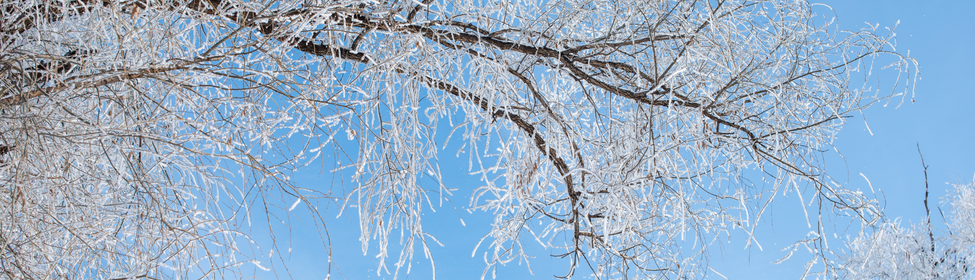 Talvinen kuva puunoksista.