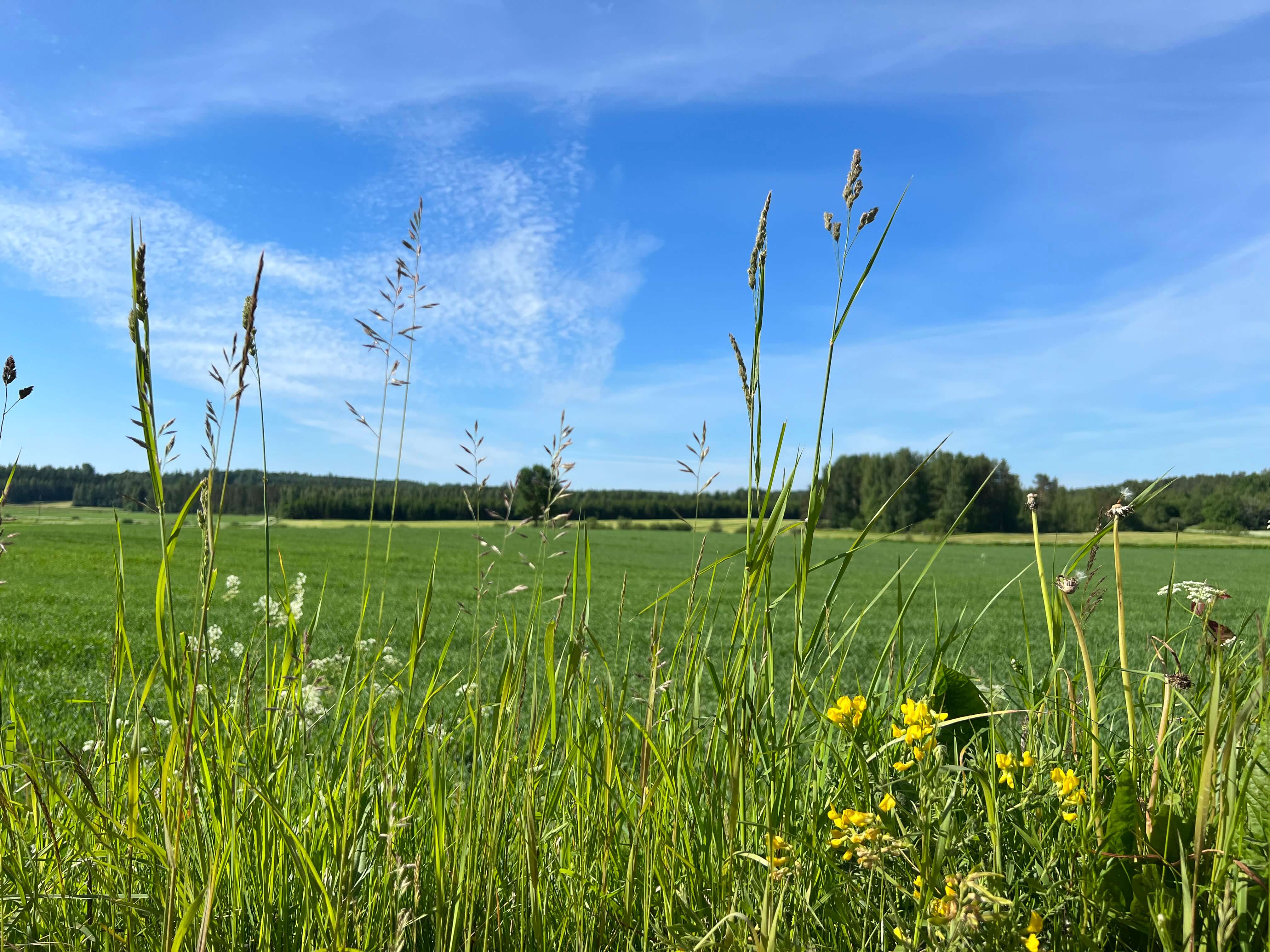 Kuvassa kesäinen peltomaisema.